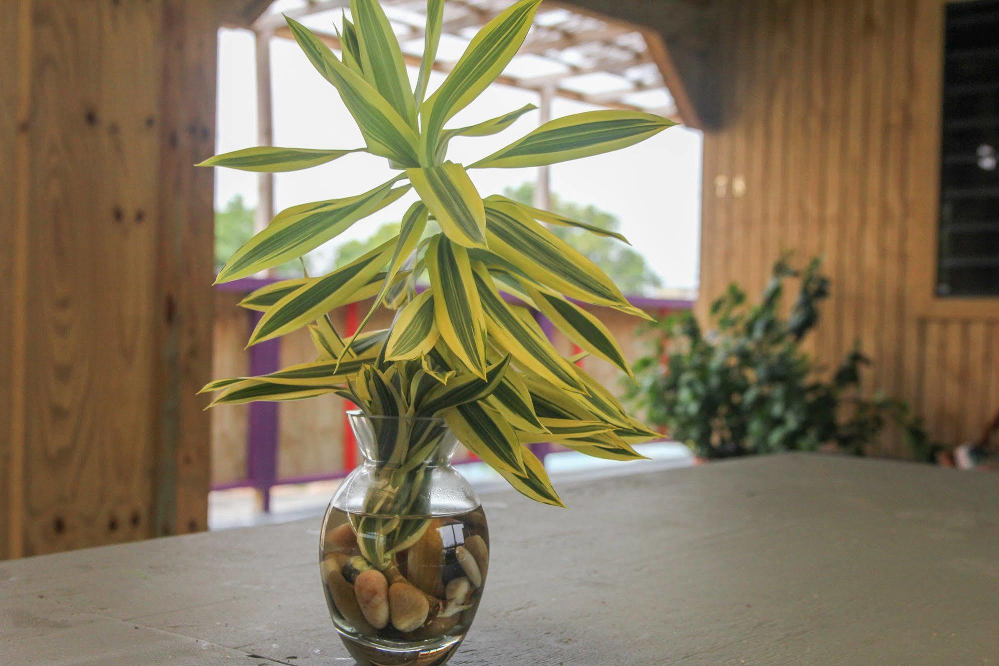 Vieques Good Vibe Guest House ภายนอก รูปภาพ